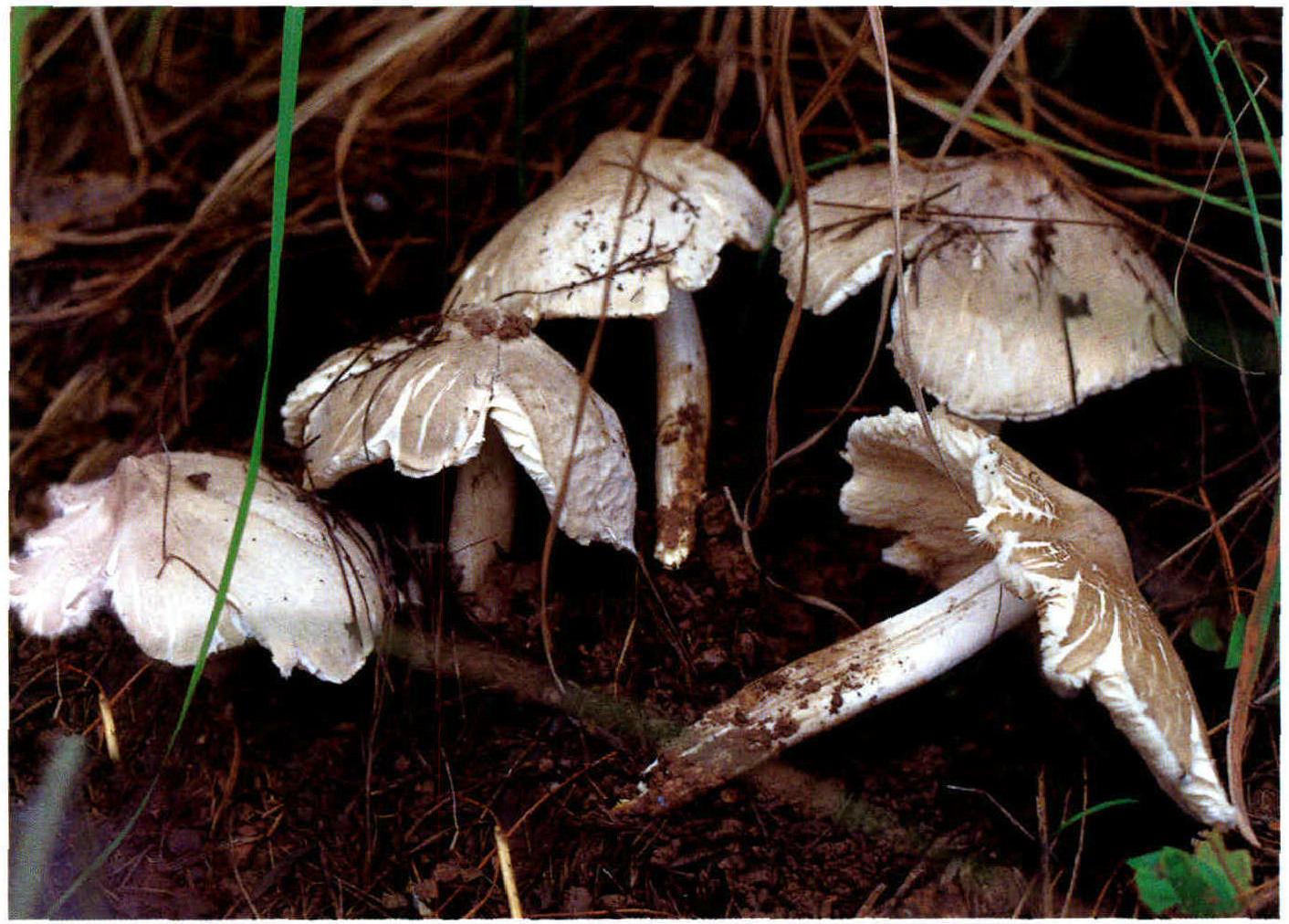 Termitomyces clypeatus Heim.